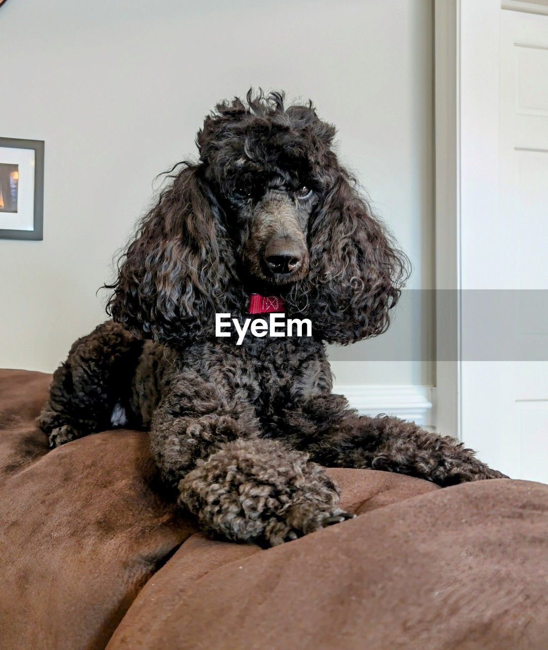 animal themes, animal, pet, dog, one animal, mammal, canine, domestic animals, indoors, furniture, sitting, domestic room, home interior, poodle, no people, portrait, animal hair, barbet, relaxation, irish water spaniel