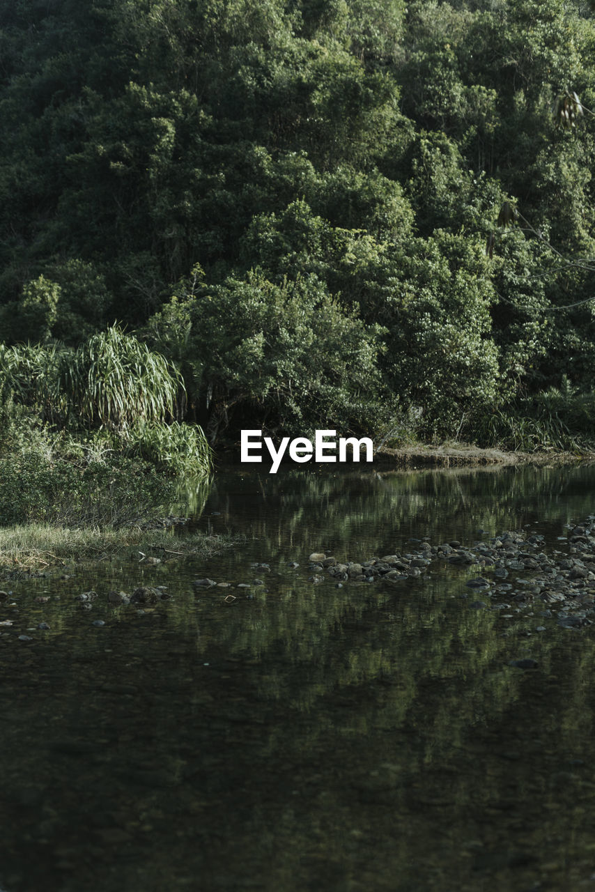 scenic view of river in forest