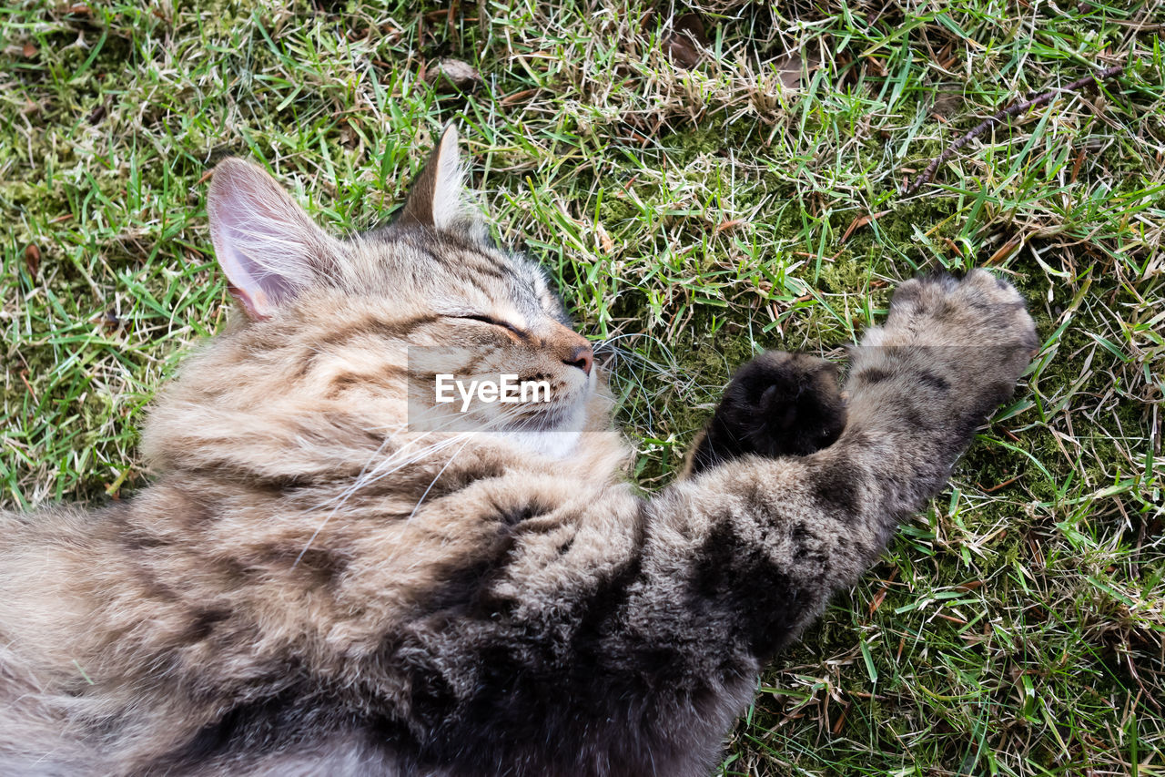 HIGH ANGLE VIEW OF CAT IN GRASS