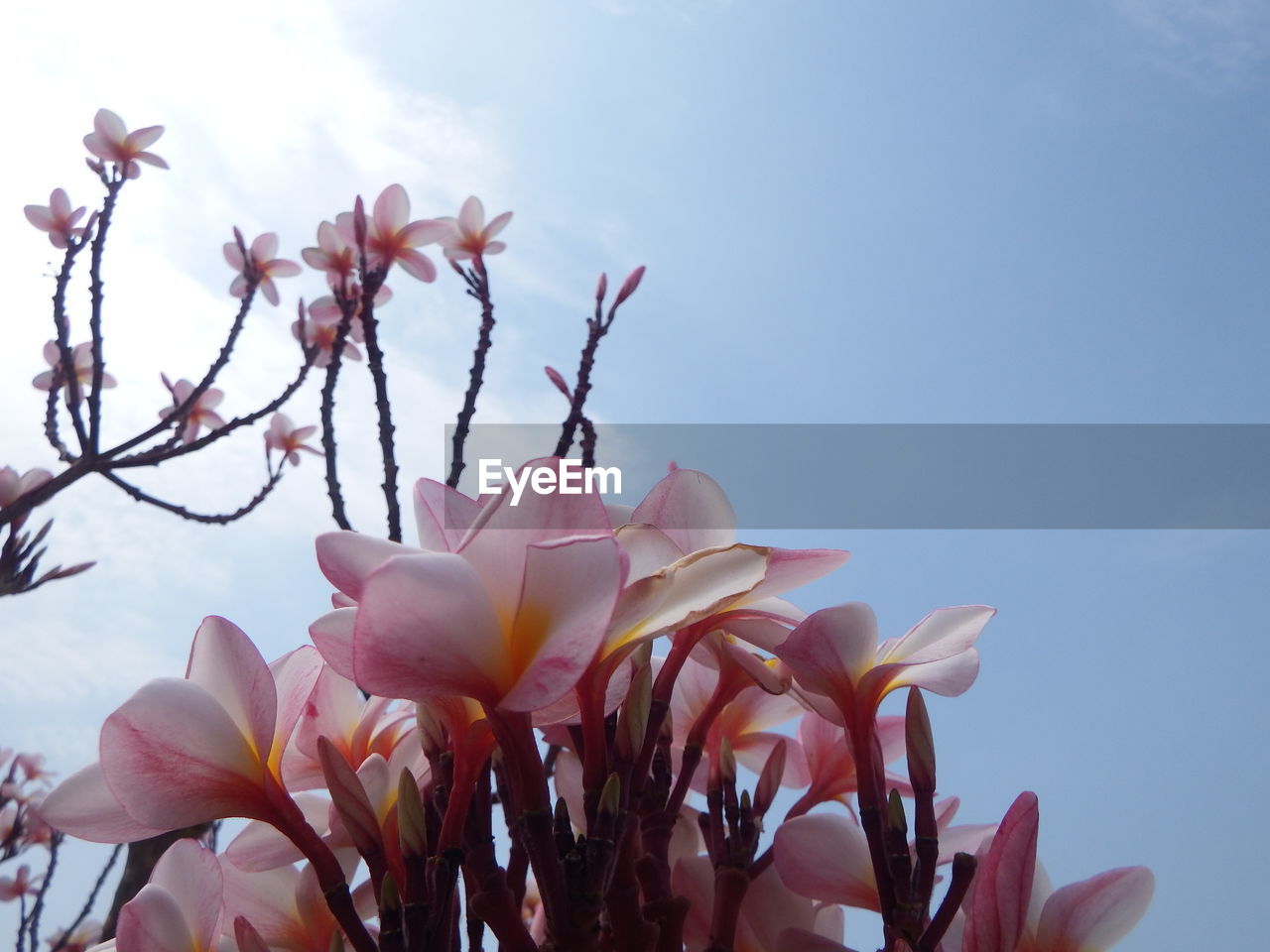 Low angle view of pink flowering plant against sky