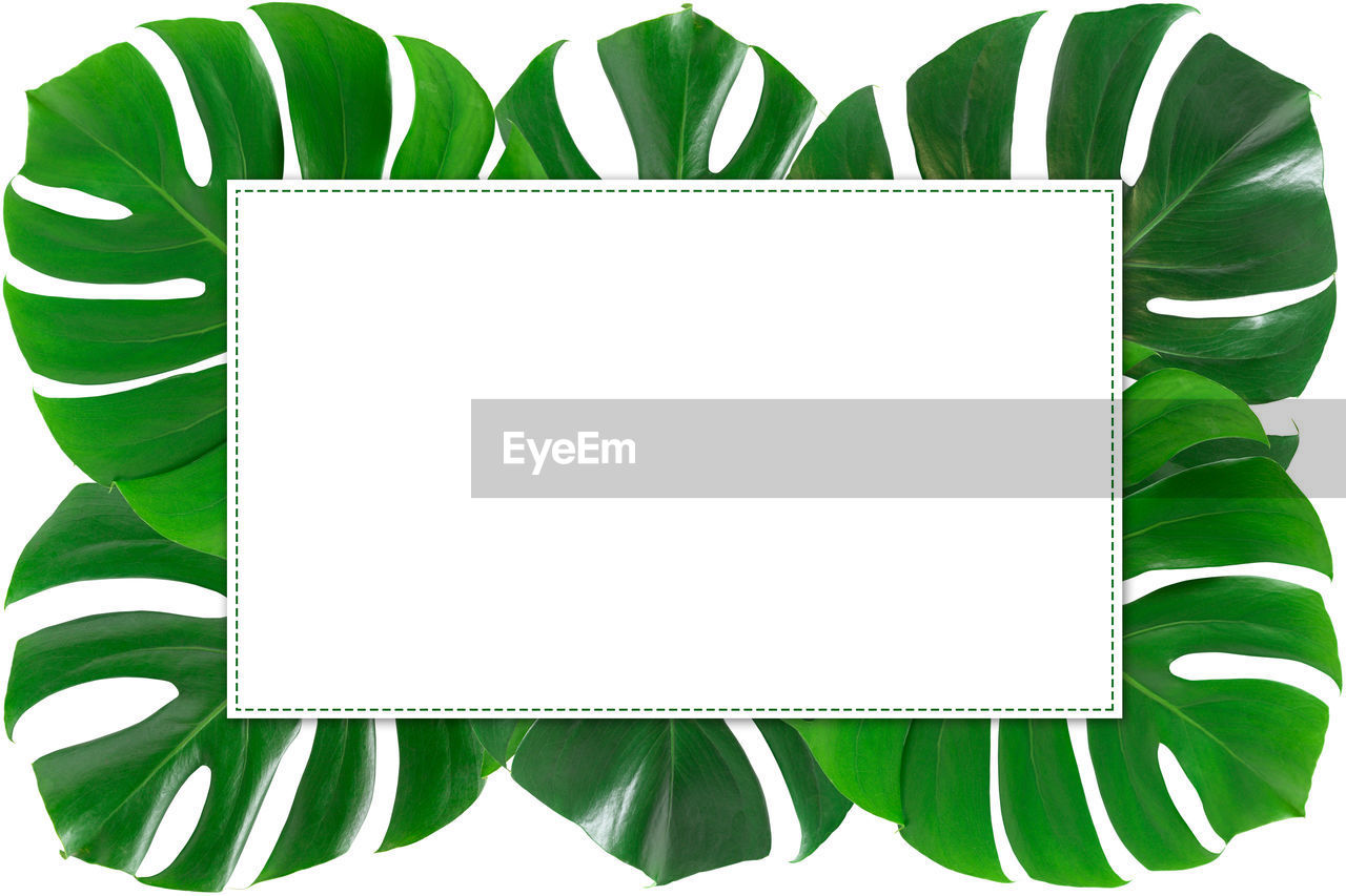 White paper with monstera leaves frame on white background isolated