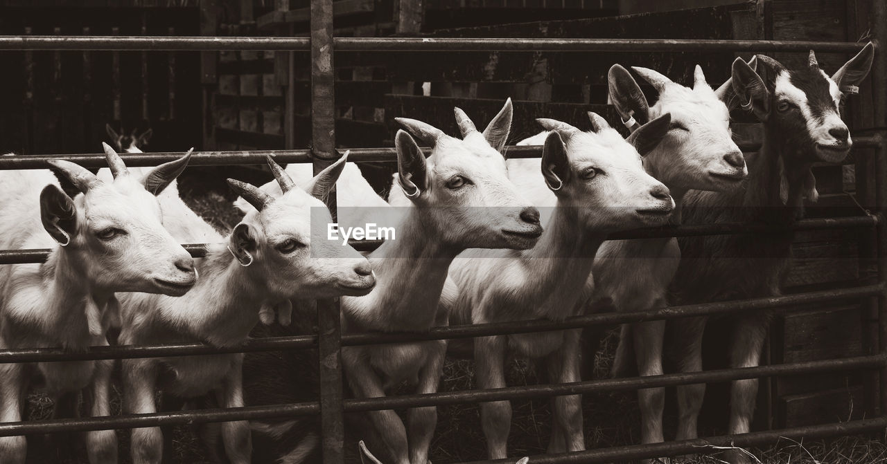 Goats at animal pen
