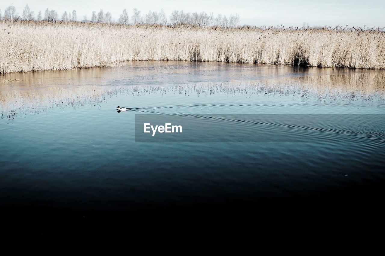 Birds in lake