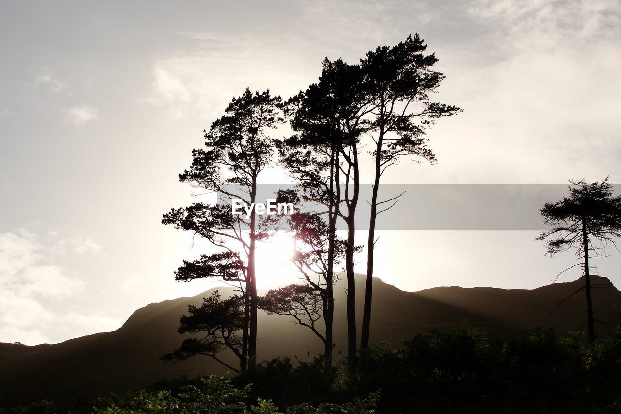 Sun shining through trees