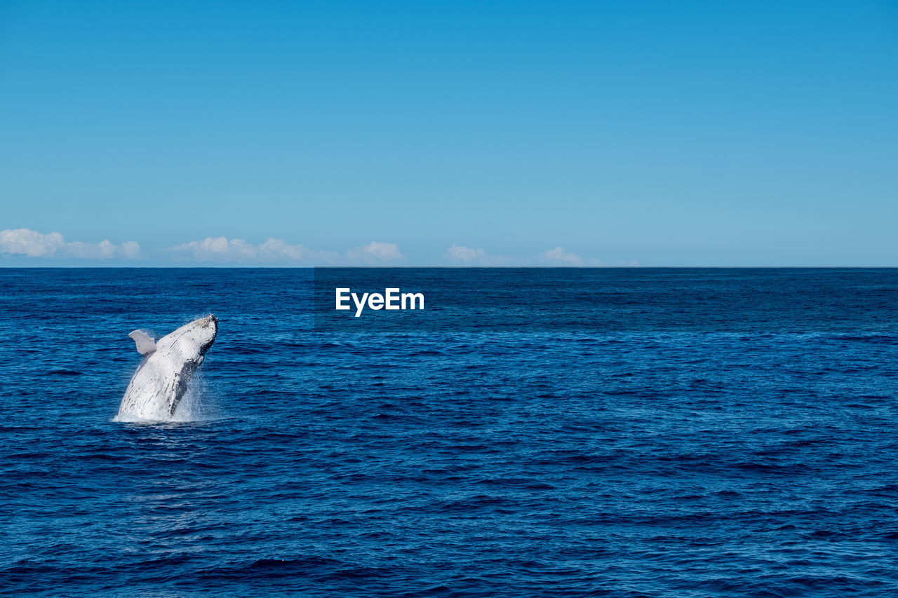 Breaching humpback whale against ocean skyline