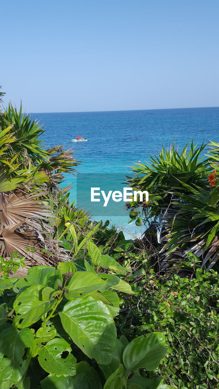 PLANTS BY SEA AGAINST CLEAR SKY