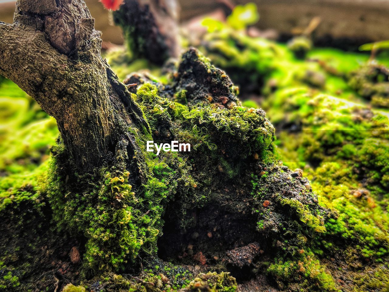 CLOSE-UP OF MOSS COVERED ROCK