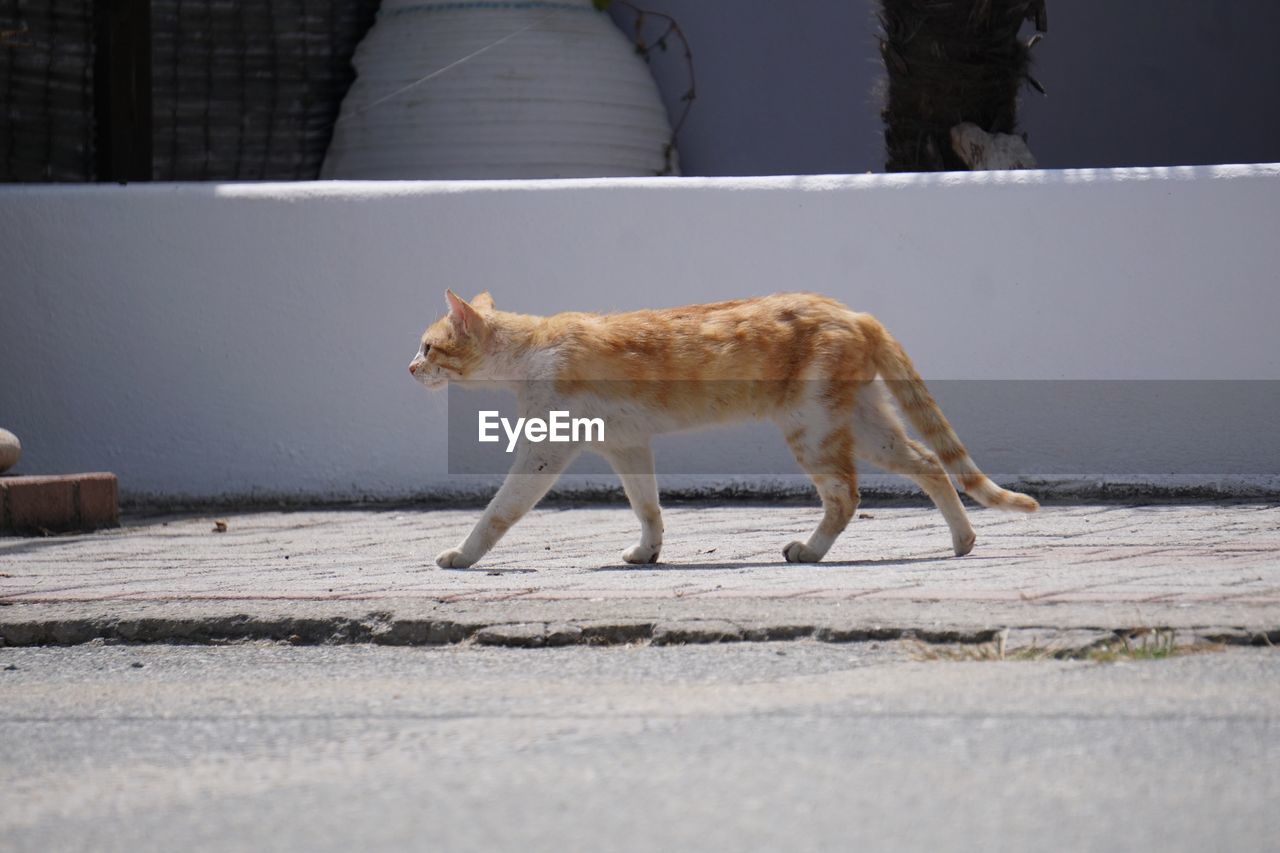 CAT WALKING ON FOOTPATH