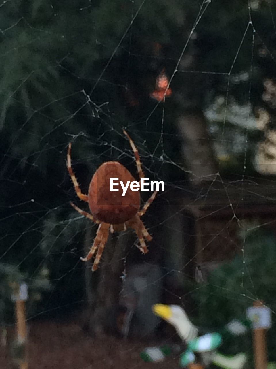 CLOSE-UP OF SPIDER WEB ON TREE TRUNK