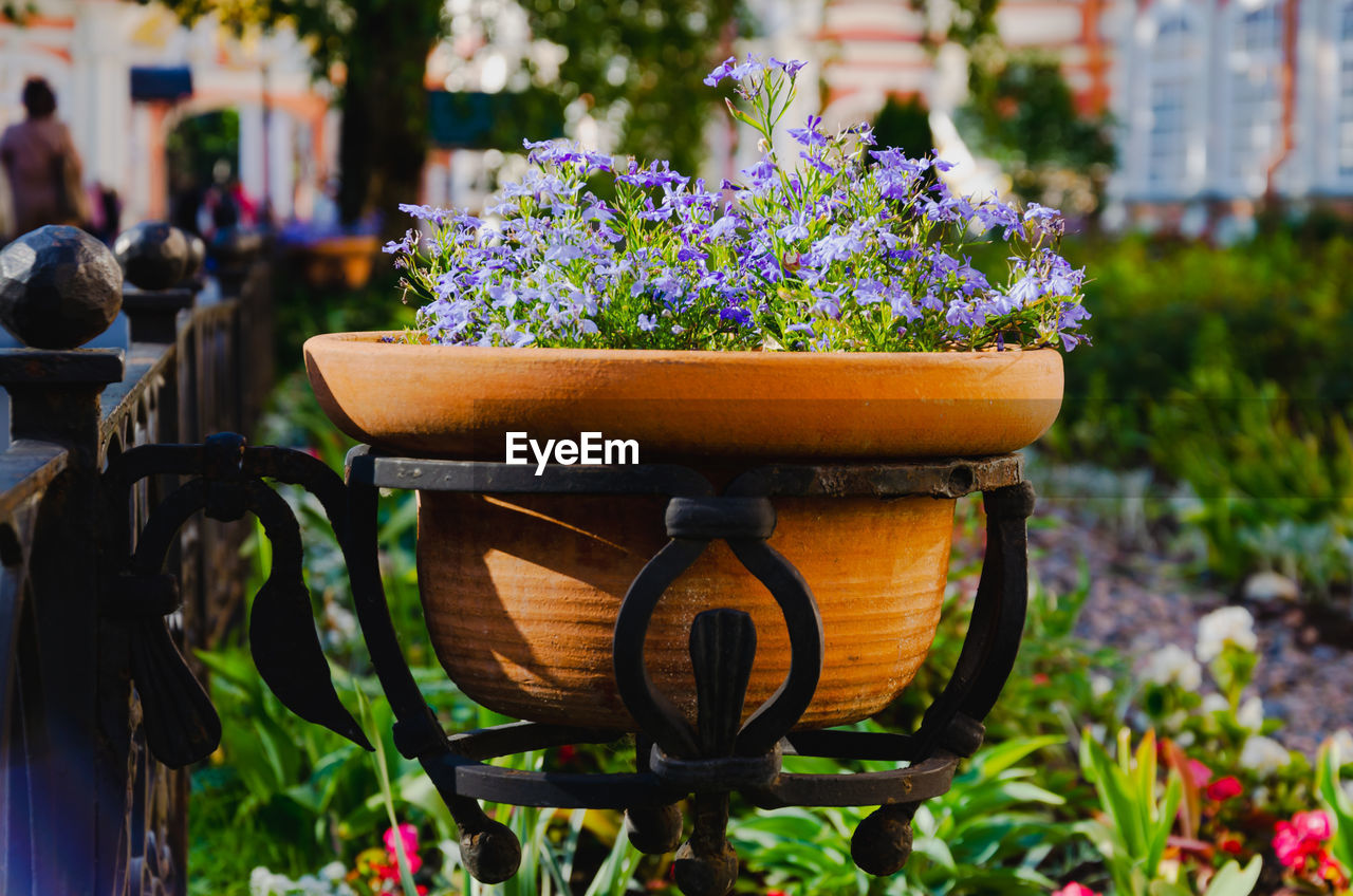 Decoration of streets with flowers, landscape design. blue little flowers in pots outside