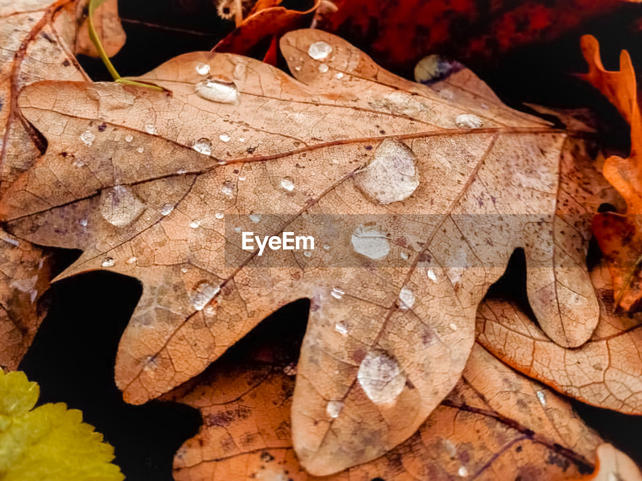 Close-up of wet maple leaves