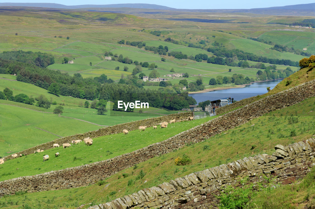 A valley with  long drystone walls and sheep  grazing, nidderdale, north yorkshire, england, uk.