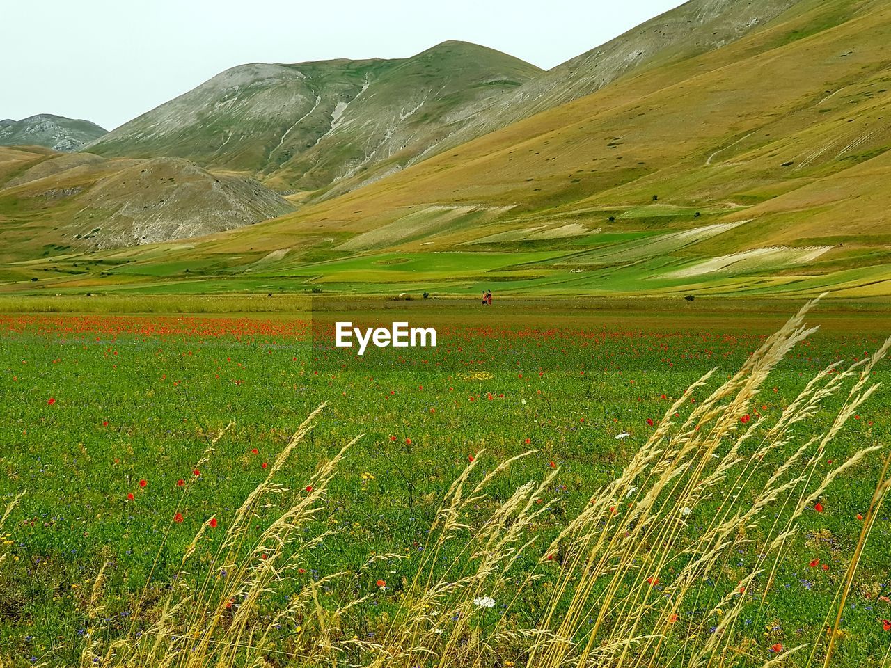 SCENIC VIEW OF GRASSY FIELD AGAINST MOUNTAINS