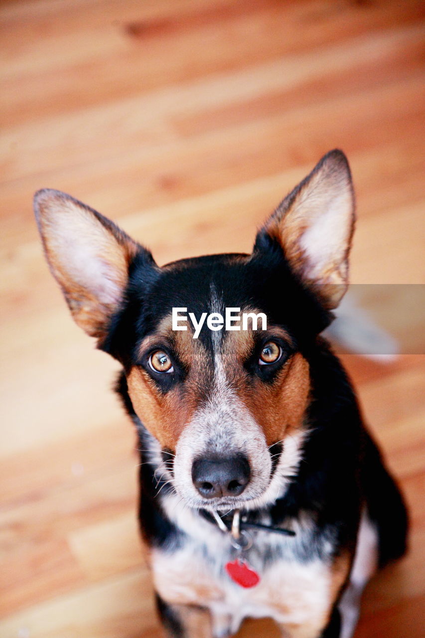 High angle portrait of dog sitting on floor
