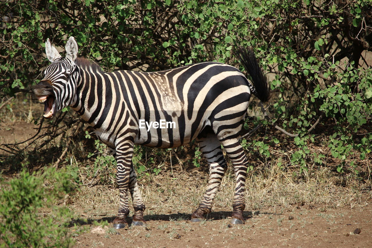 Zebra standing by trees on field