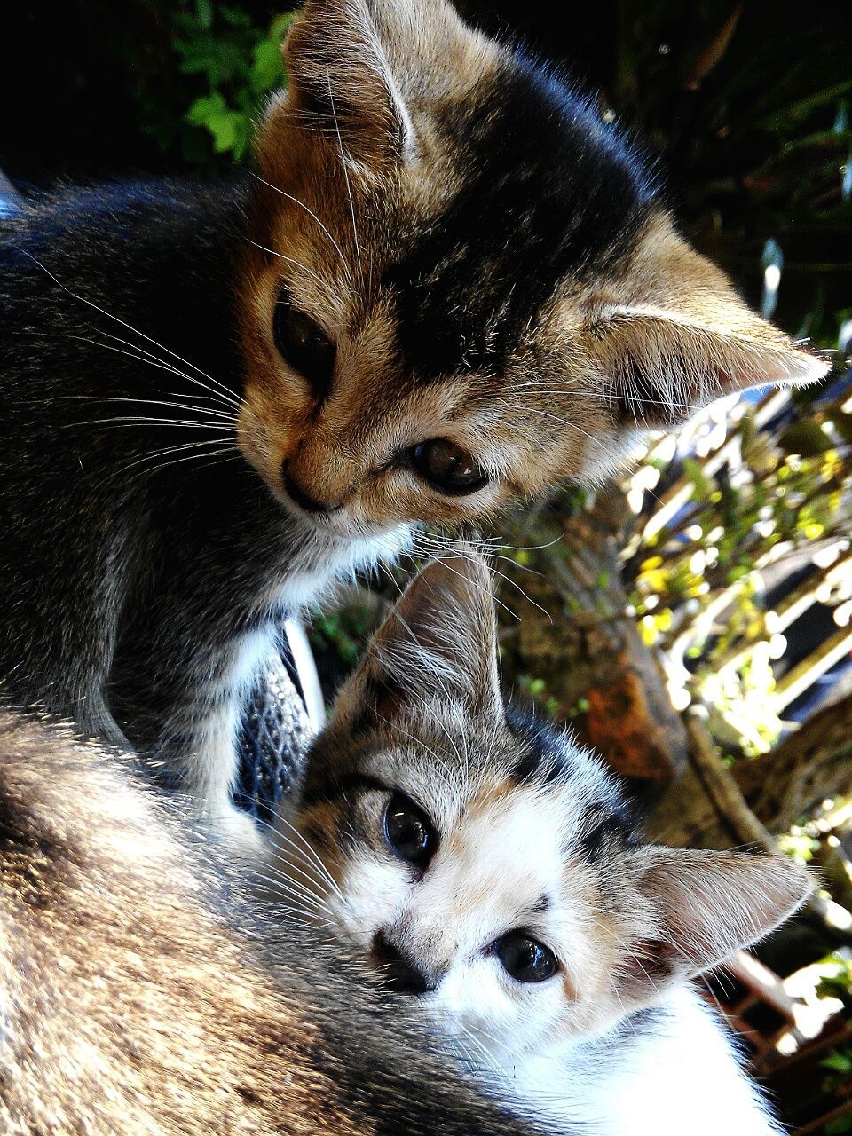 Kittens looking down