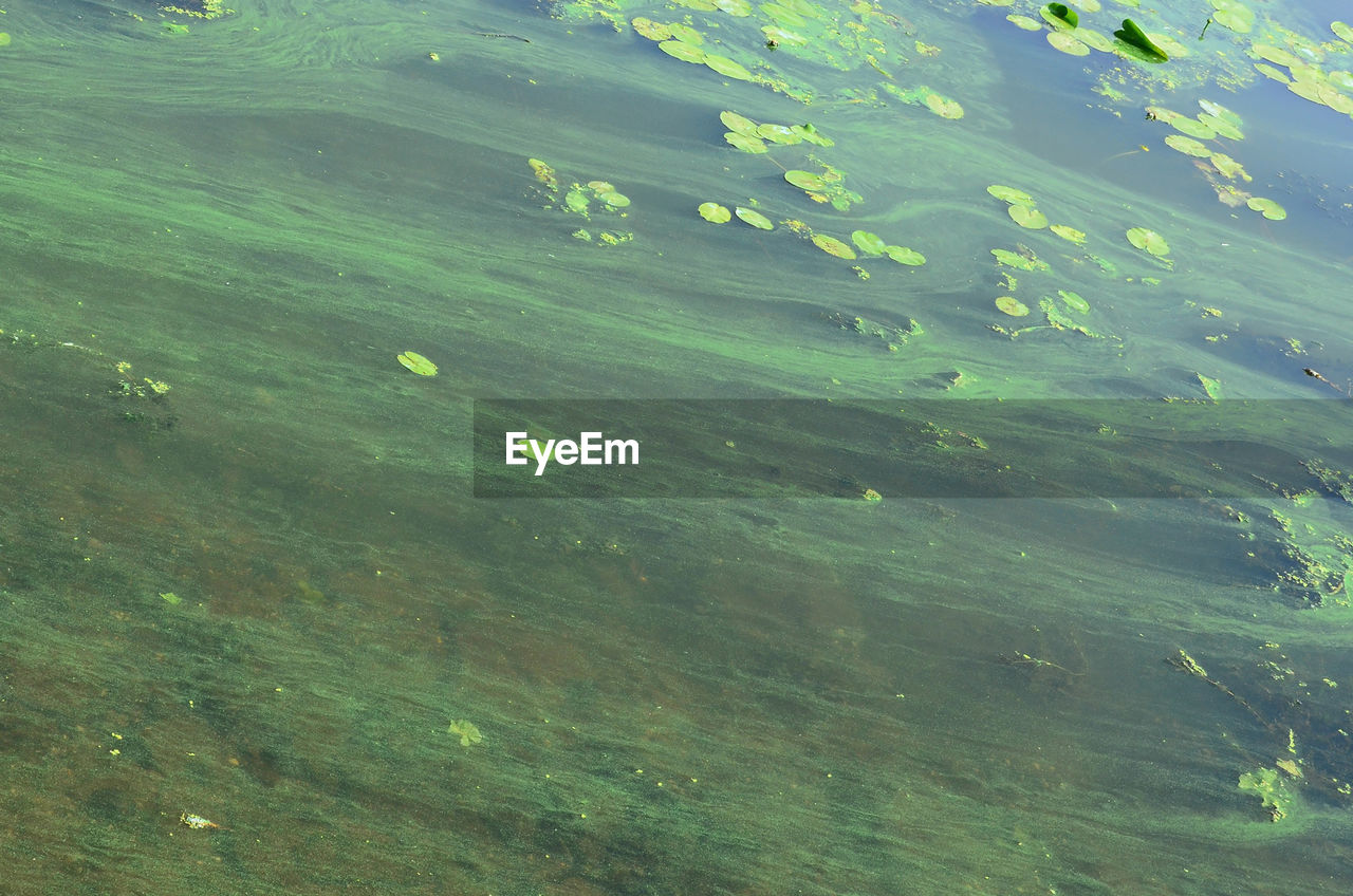 FULL FRAME SHOT OF FRESH GREEN LEAVES IN LAKE