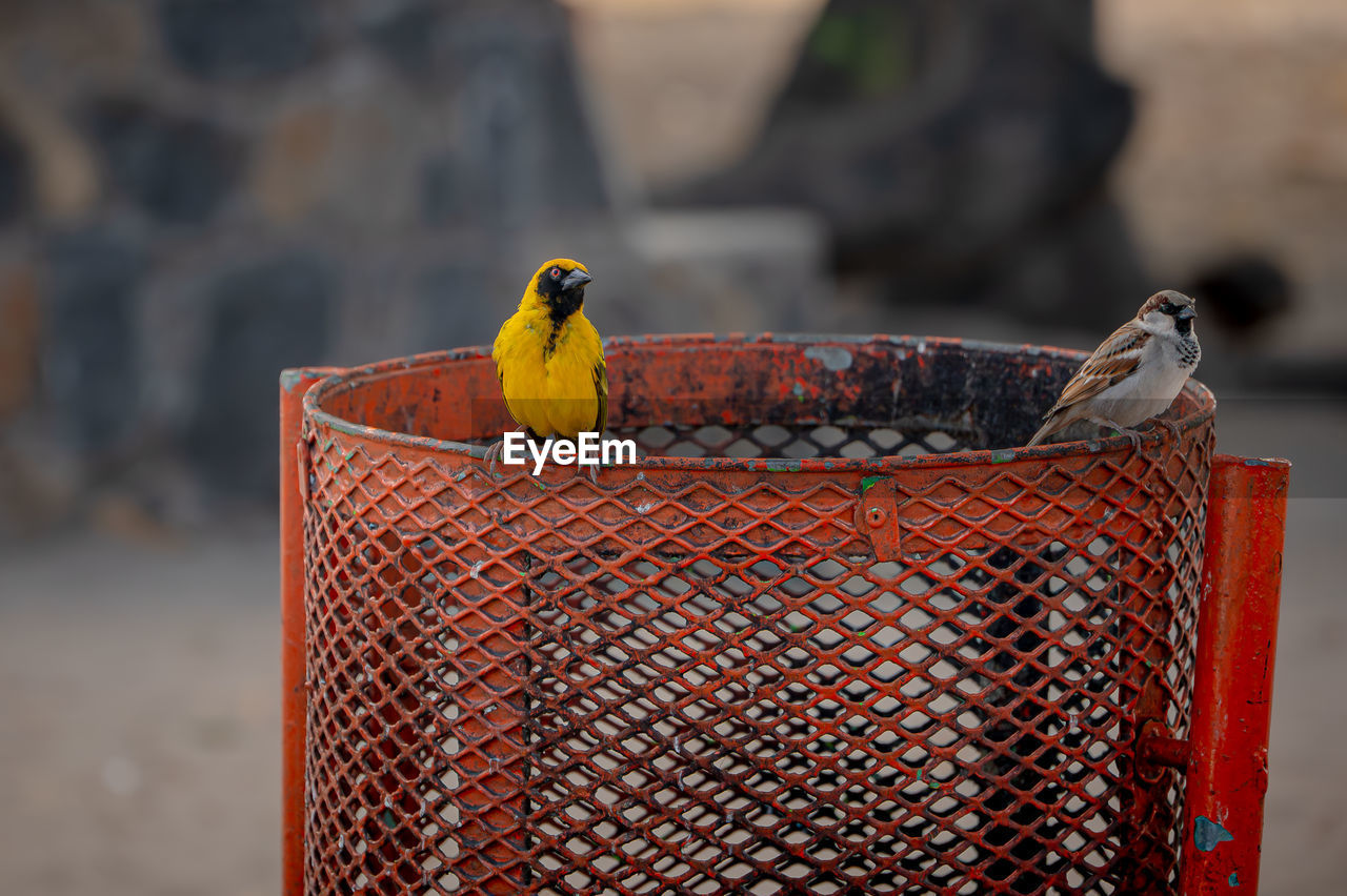 Male yellow weaver bird and male house sparrow perched on rubbish bin, tamarin, mauritius, africa