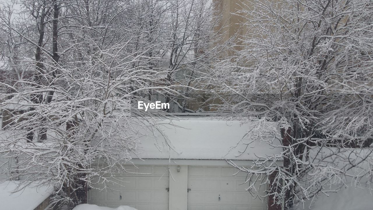 Snow covered trees