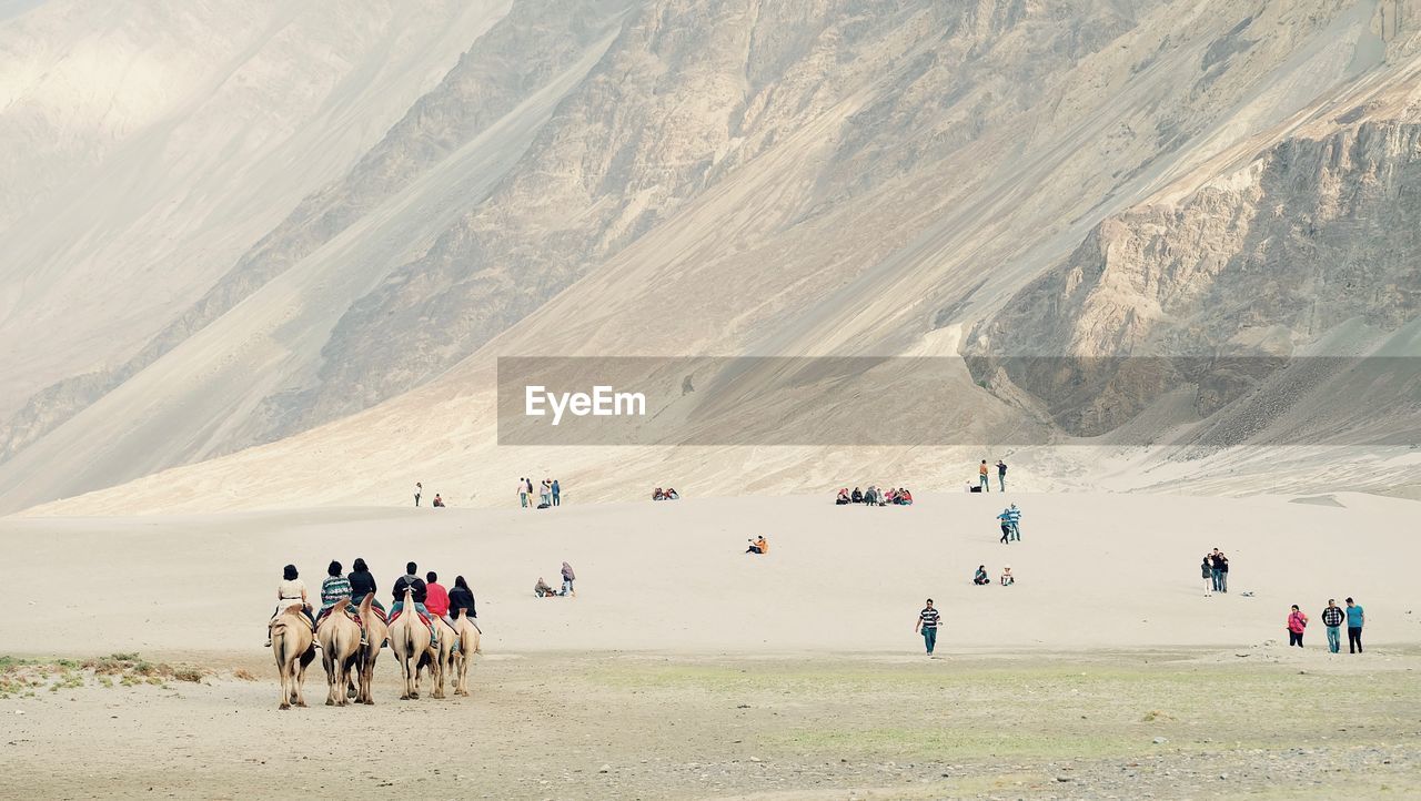 People riding camels at nubra valley