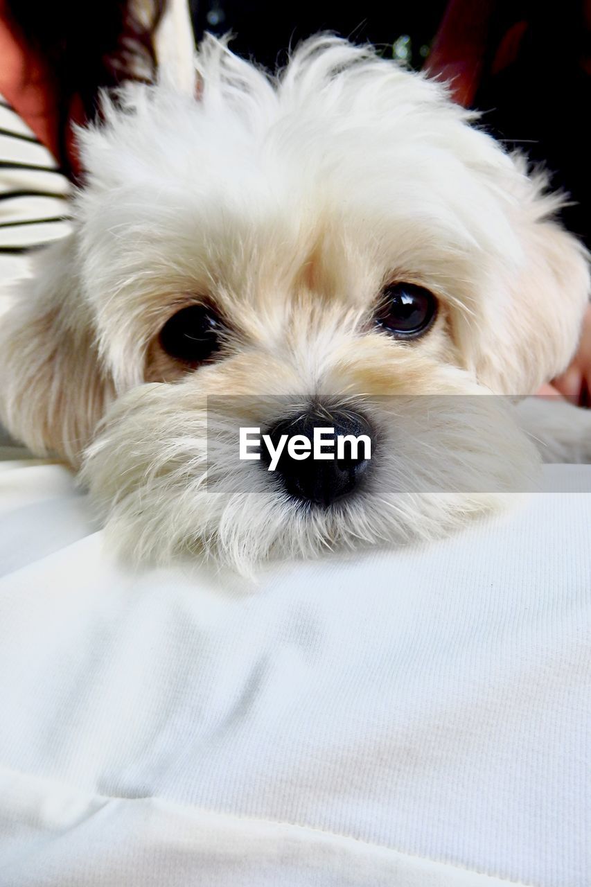 domestic animals, pet, dog, canine, one animal, mammal, animal themes, animal, maltese, puppy, morkie, portrait, looking at camera, lap dog, bichon, cute, white, indoors, young animal, relaxation, havanese, close-up, west highland white terrier, lying down
