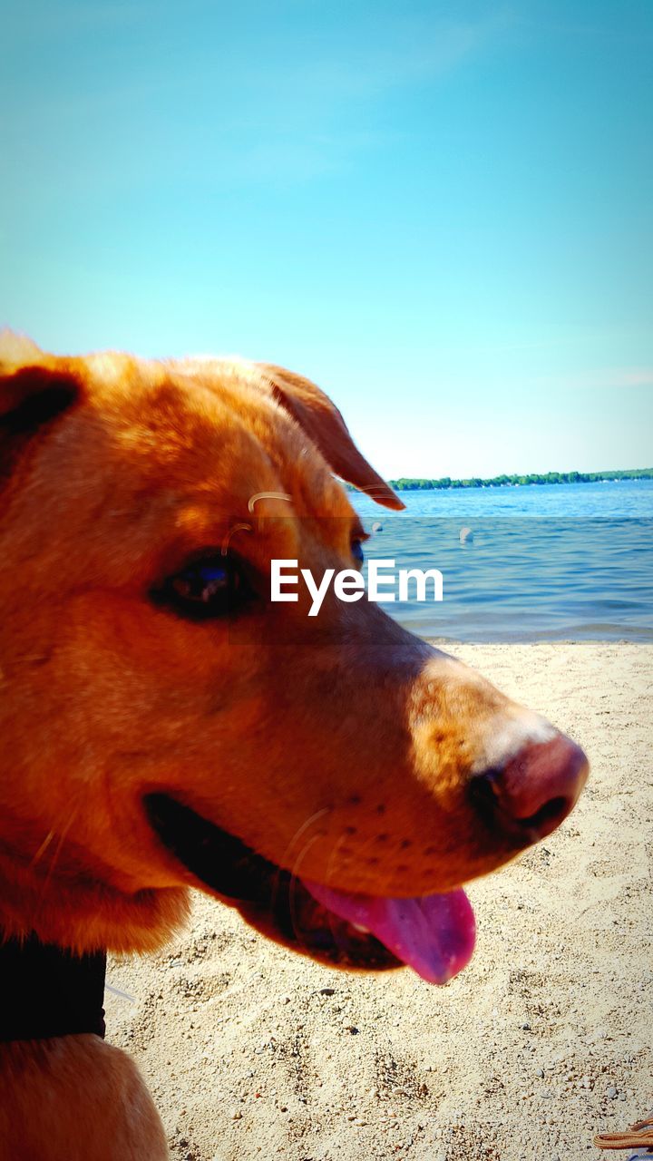 CLOSE-UP OF DOG ON SAND AT BEACH AGAINST CLEAR SKY