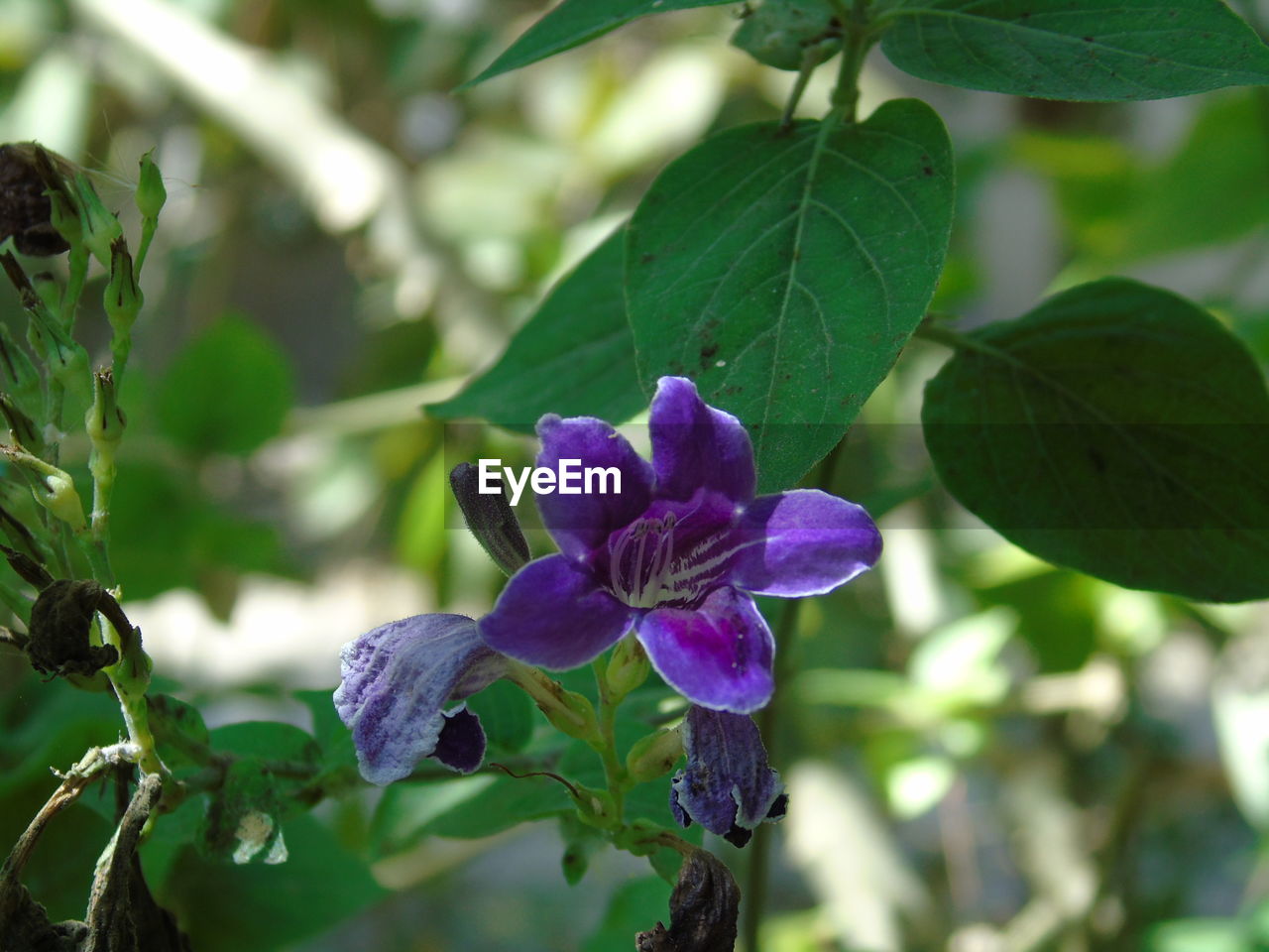 PURPLE FLOWERS BLOOMING OUTDOORS