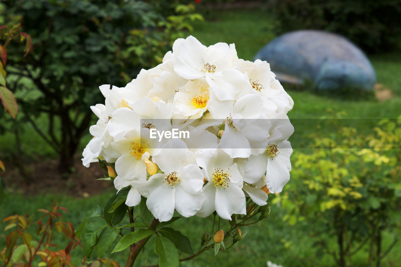 CLOSE-UP OF WHITE FLOWERS BLOOMING