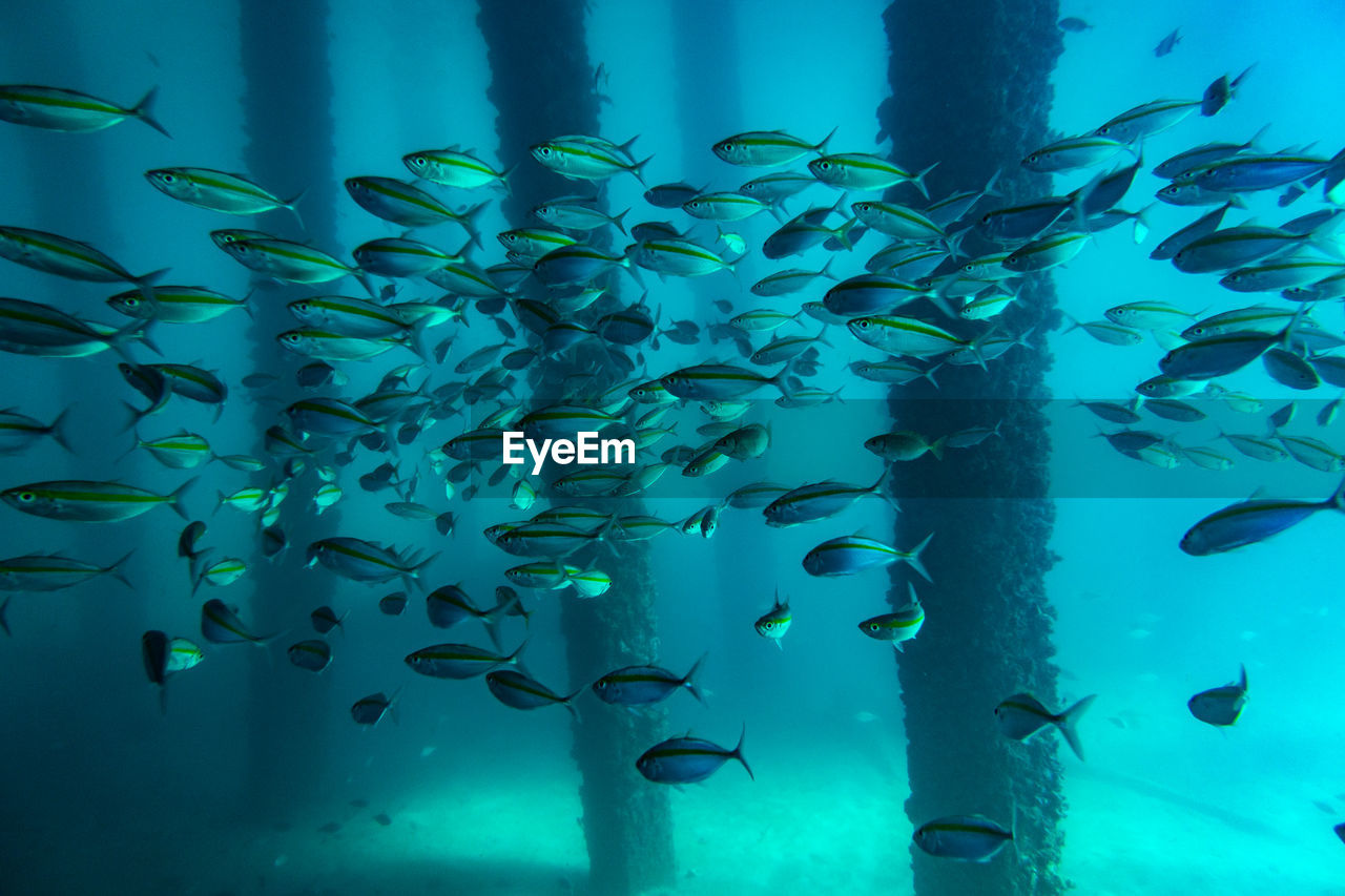 SCHOOL OF FISH IN AQUARIUM