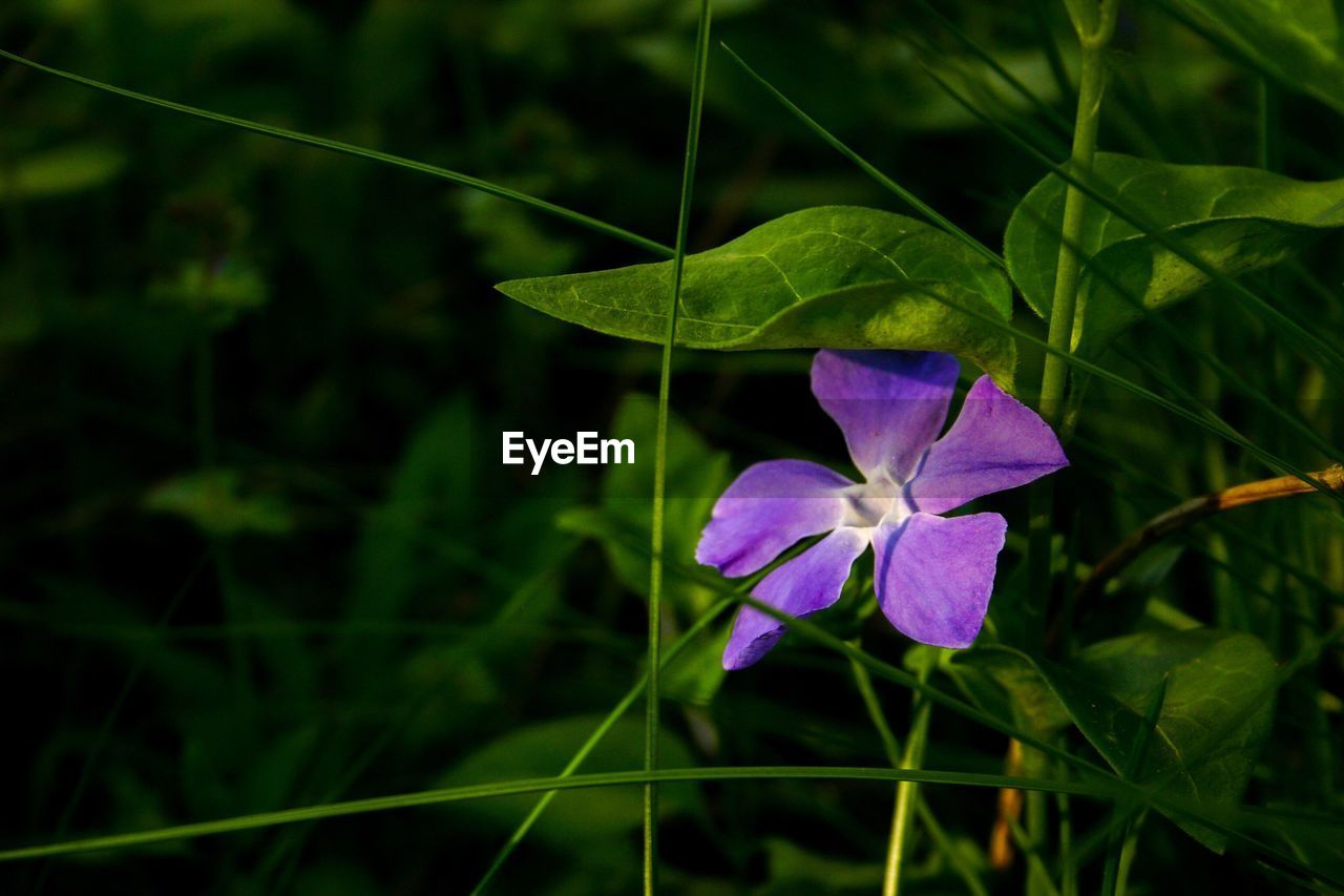 Close-up of purple flower