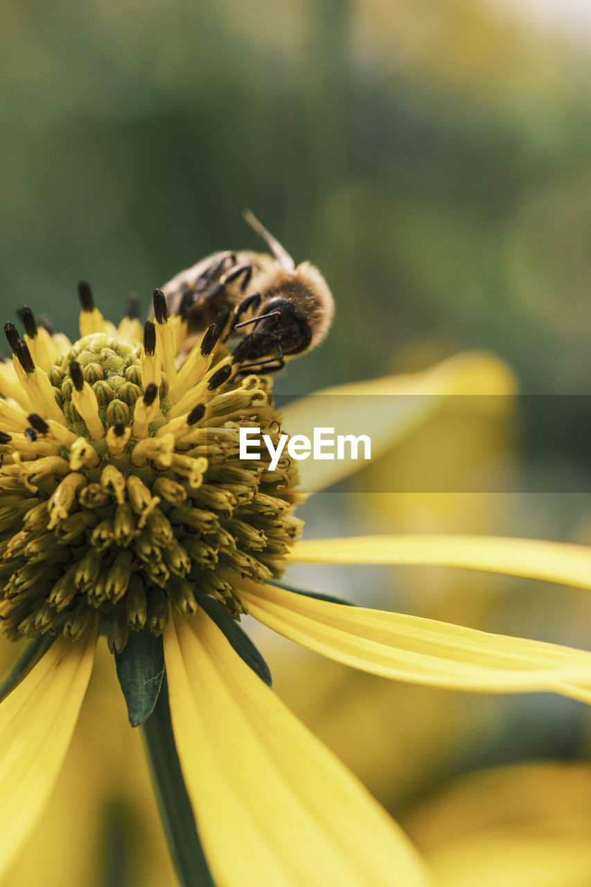 CLOSE-UP OF BEE POLLINATING ON YELLOW FLOWER