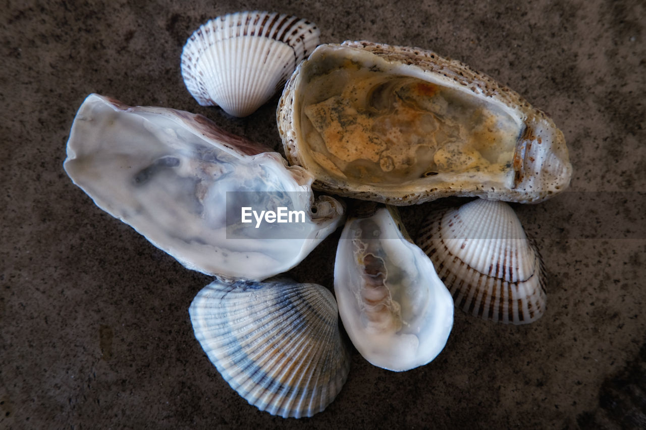 CLOSE-UP OF SEASHELL ON FLOOR