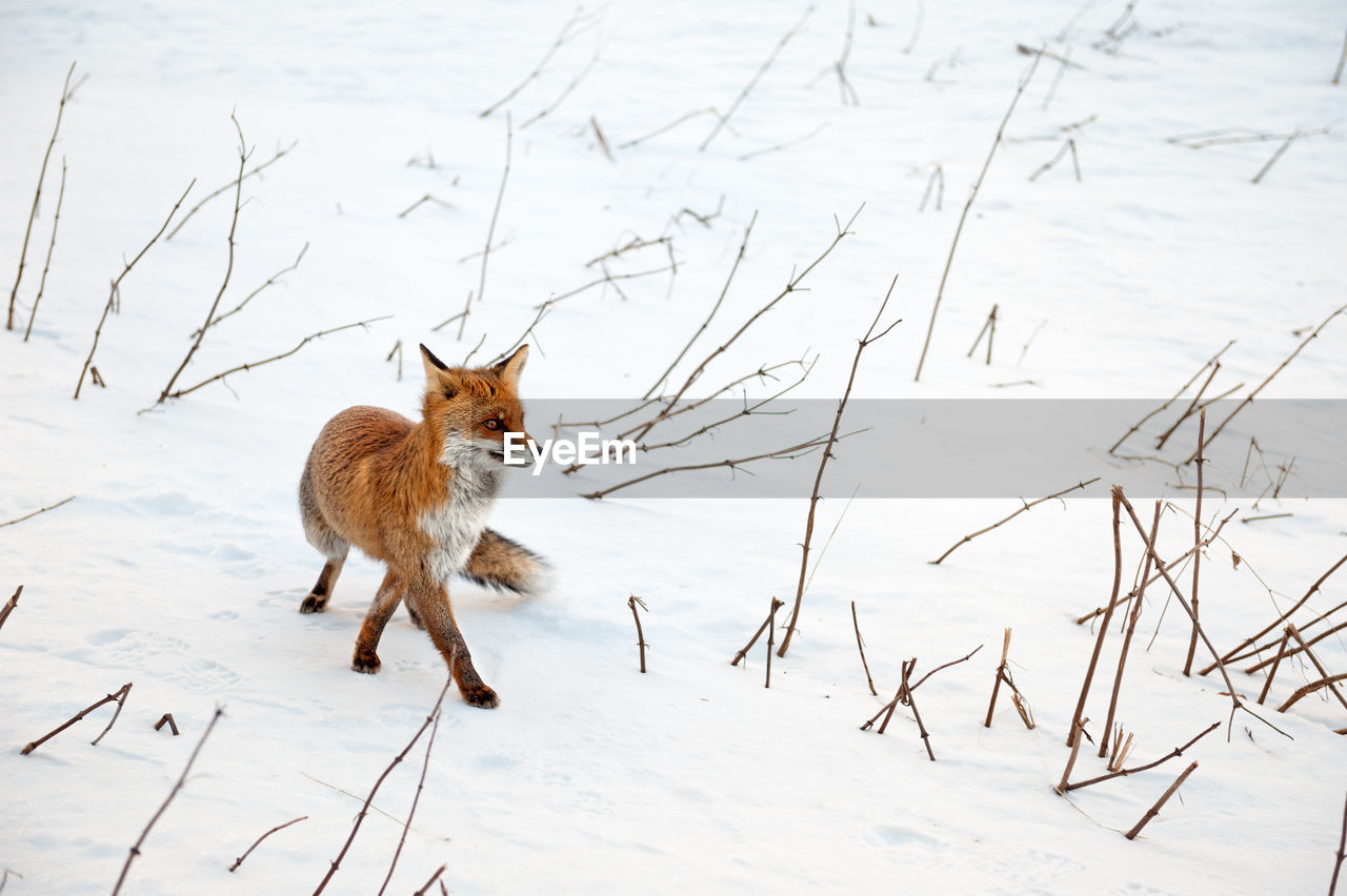 Full length of a red fox on snow