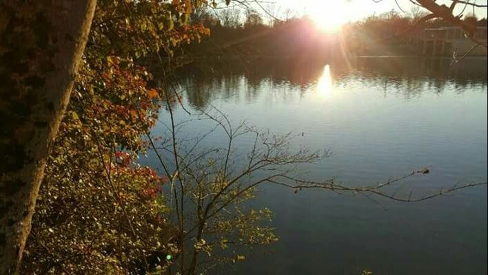 REFLECTION OF TREE IN LAKE