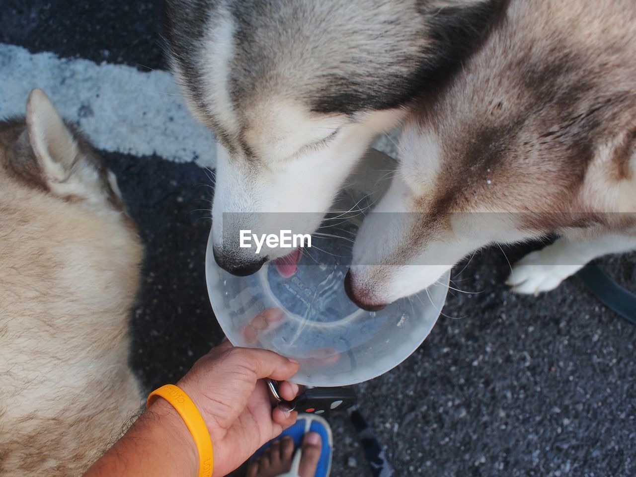 Cropped man hand holding bowl with siberian husky dogs drinking