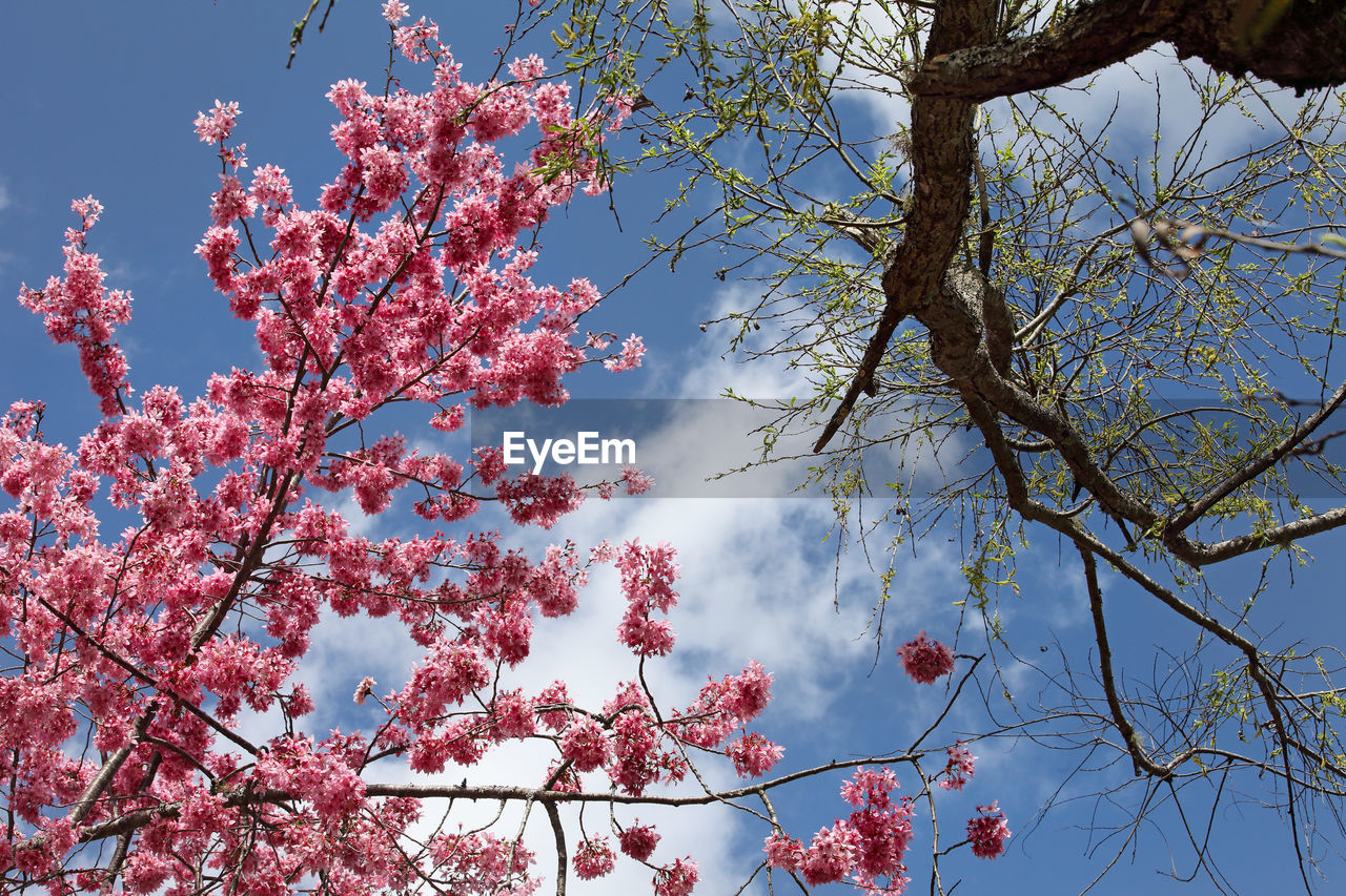 LOW ANGLE VIEW OF FLOWER TREE AGAINST SKY