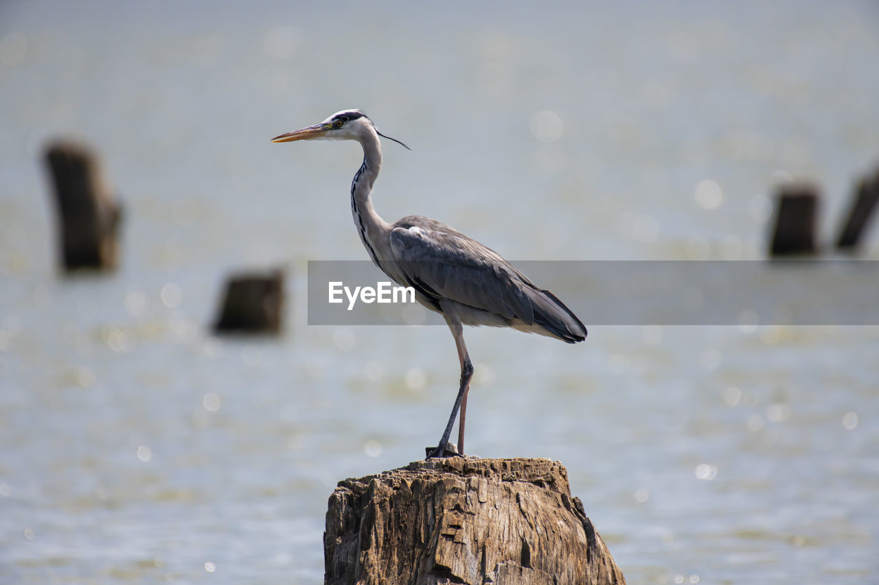 Bird perching on tree stump in lake