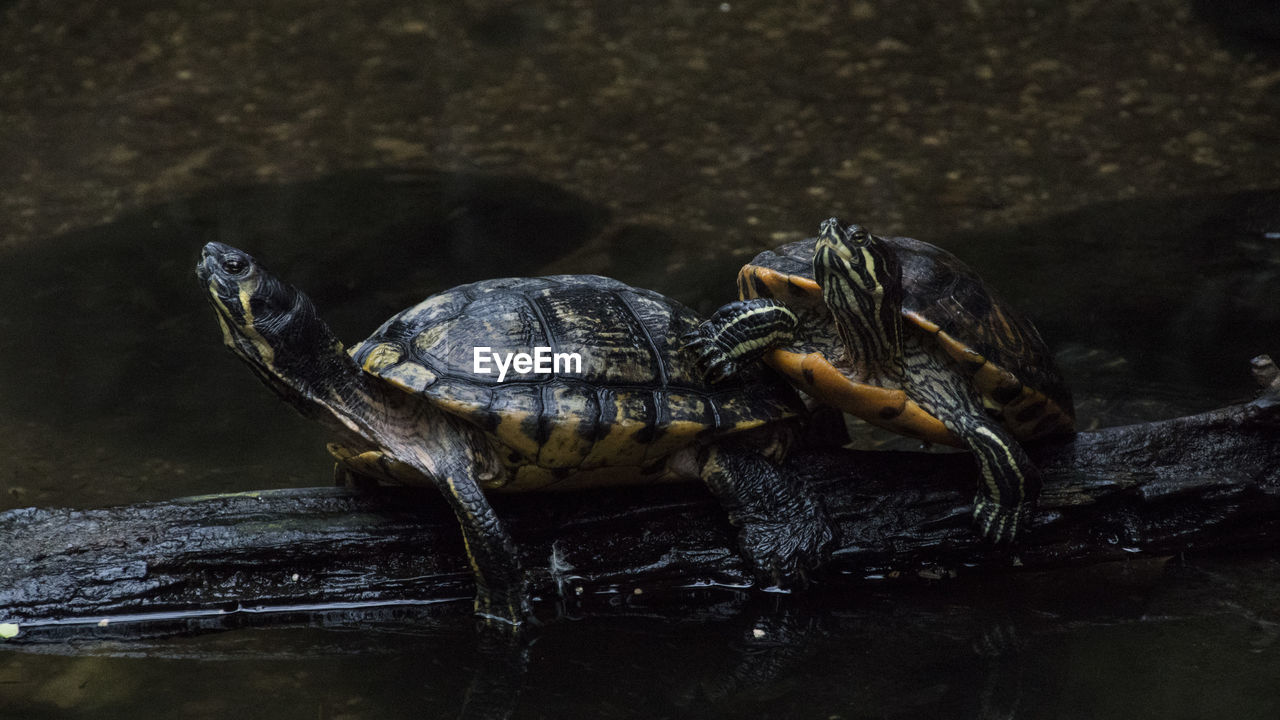 Turtles on wood in lake