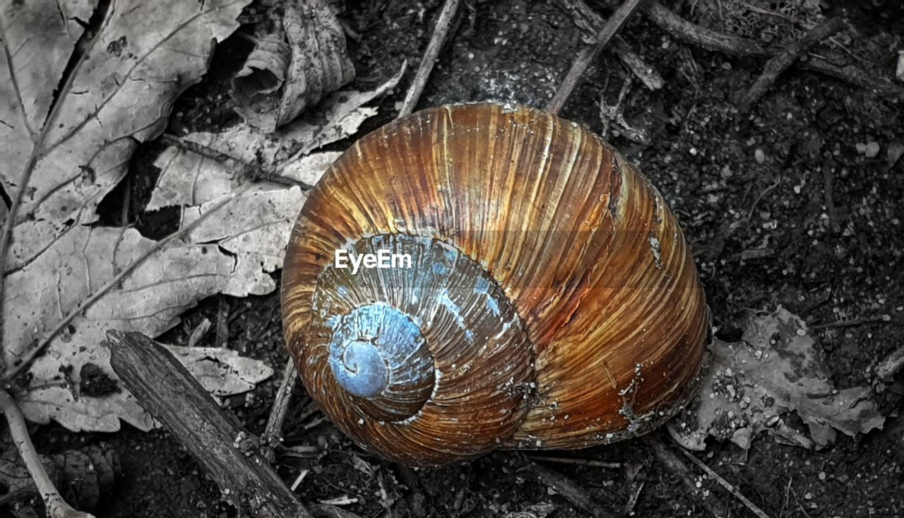 HIGH ANGLE VIEW OF SHELLS ON TREE