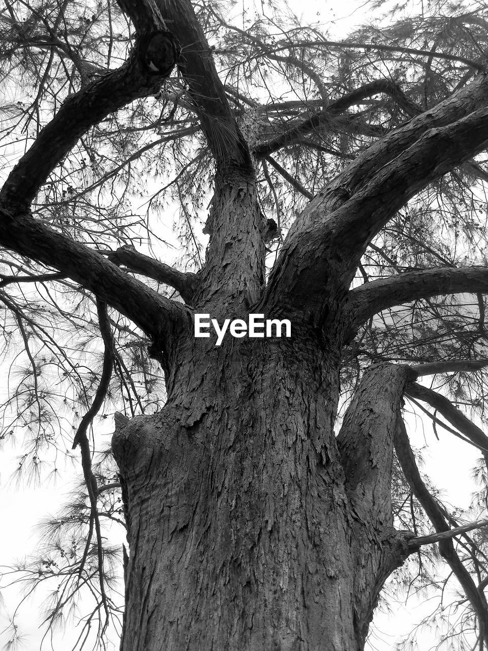 Low angle view of bare tree against sky