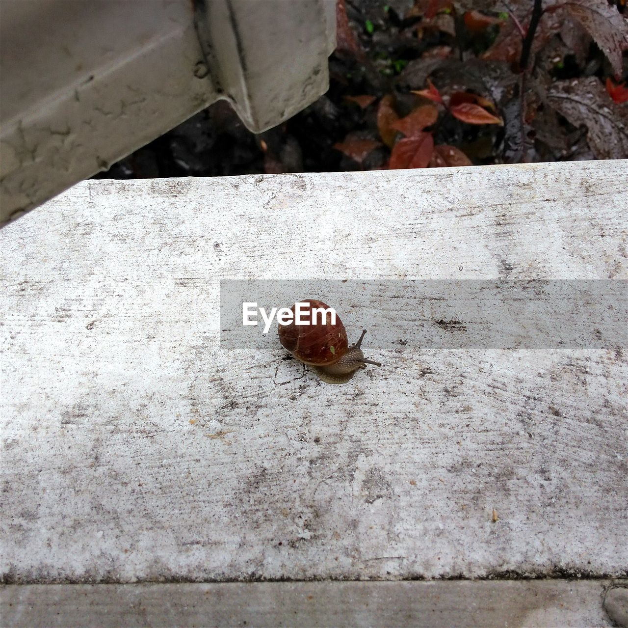 High angle view of snail on footpath