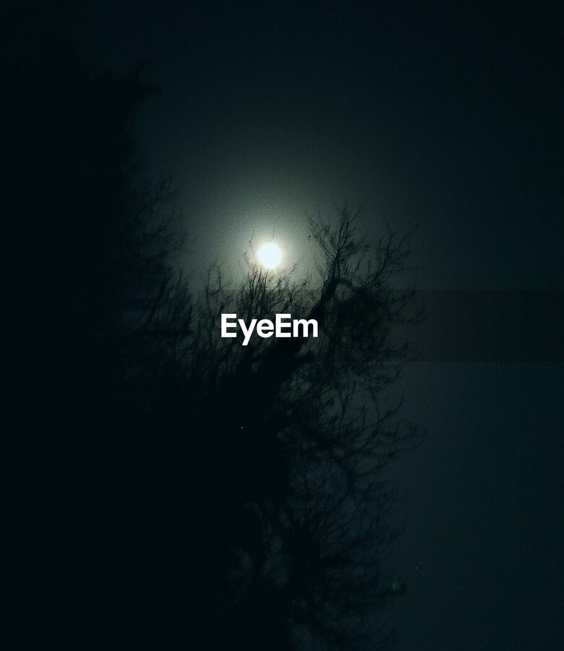 LOW ANGLE VIEW OF TREES AGAINST SKY AT NIGHT