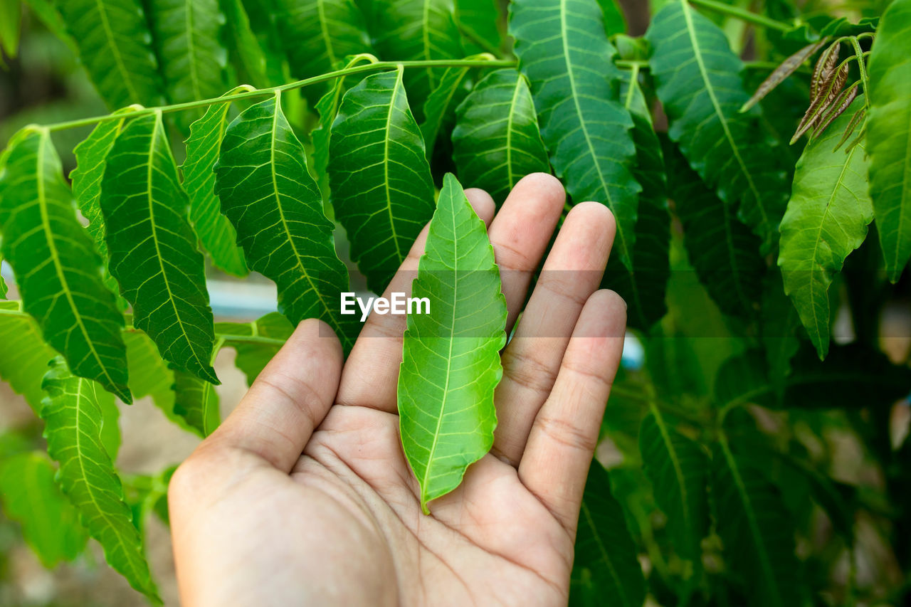 New top leaf of neem plant. azadirachta indica - a branch of neem tree leaves. natural medicine.