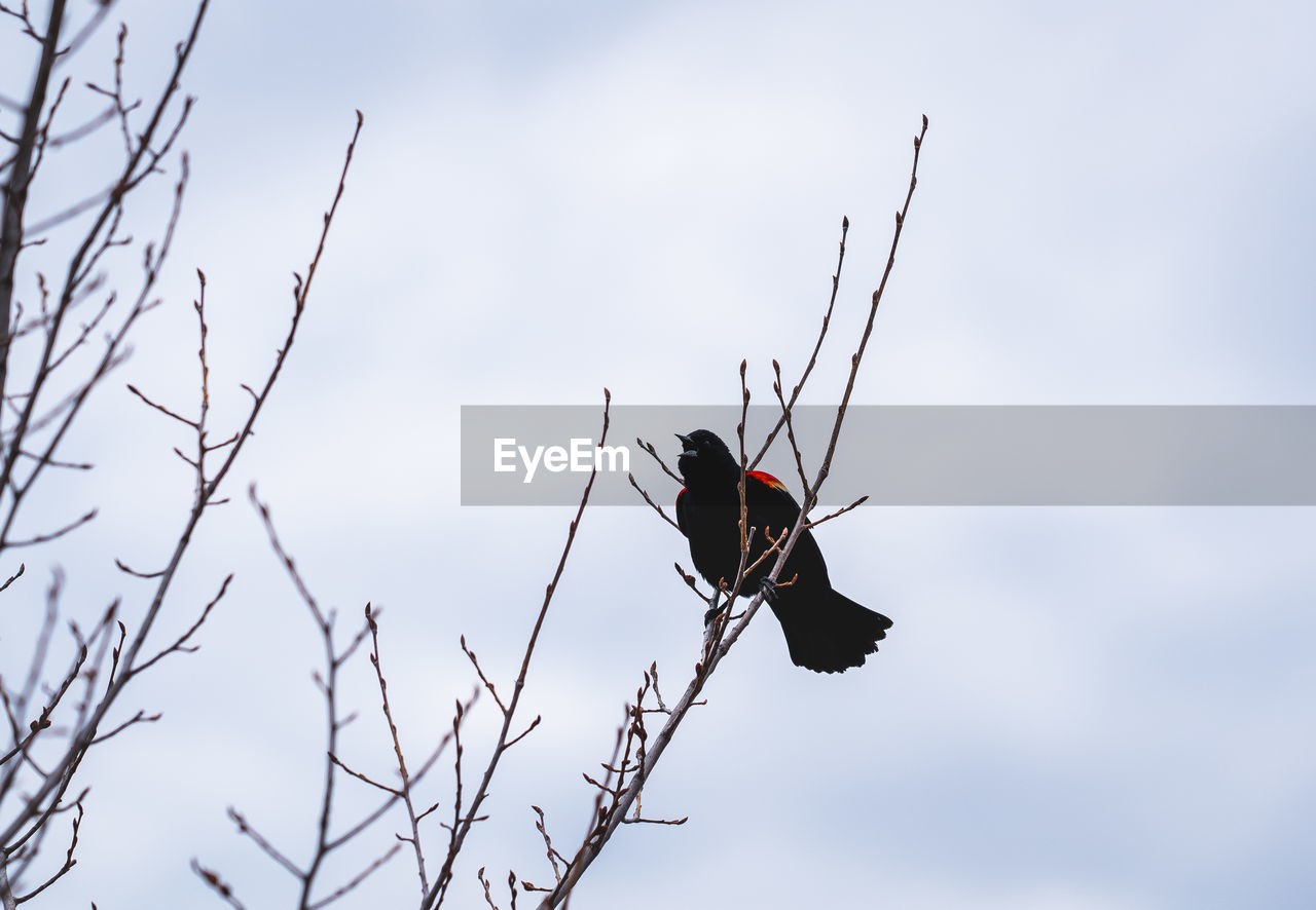 animal, animal themes, animal wildlife, wildlife, bird, nature, sky, one animal, branch, no people, tree, outdoors, perching, low angle view, plant, flower, day, bare tree, beauty in nature