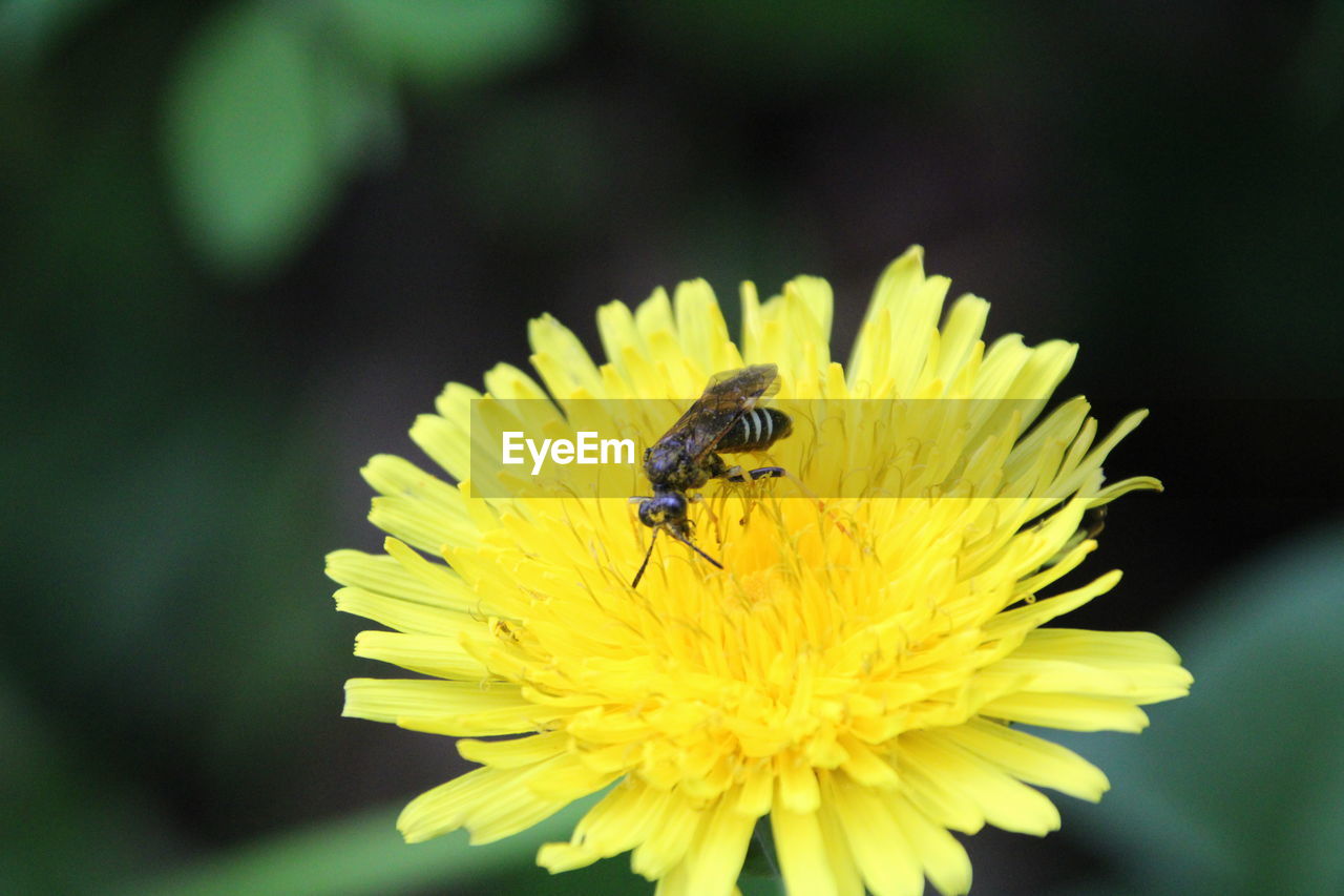 CLOSE-UP OF BEE POLLINATING FLOWER