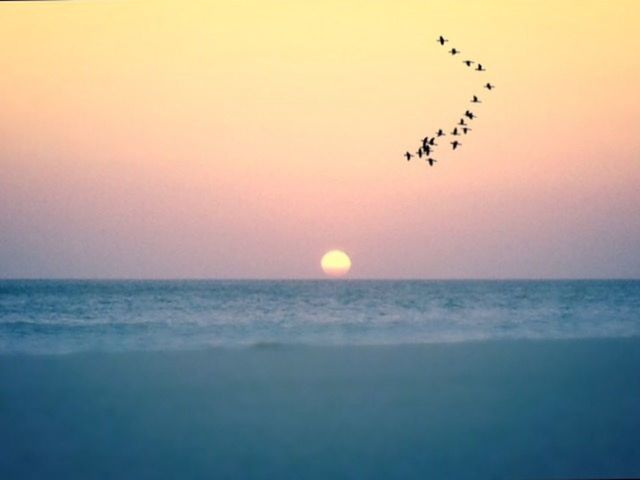 BIRDS FLYING OVER SEA AT SUNSET