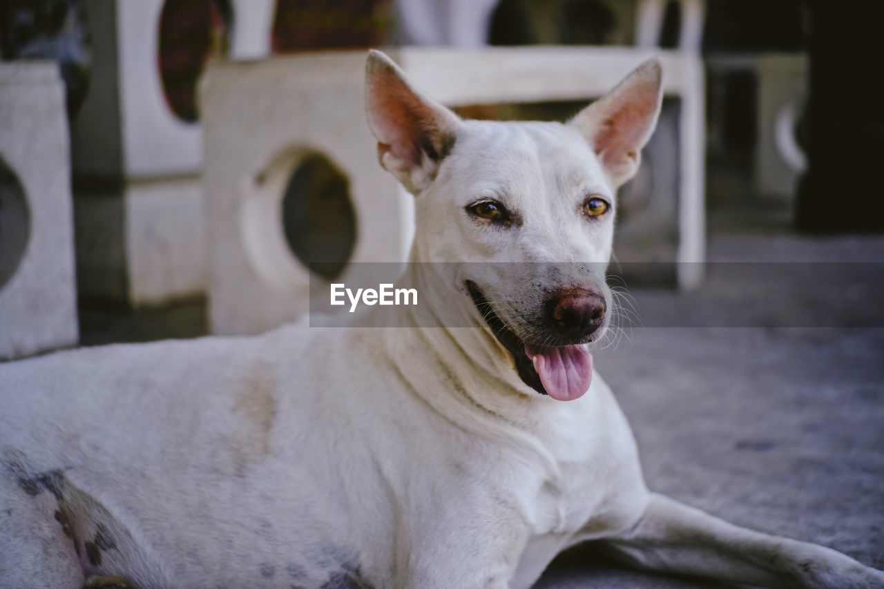 Close-up portrait of dog looking at camera