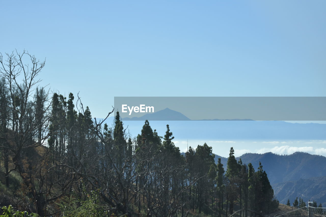 PANORAMIC VIEW OF TREES AND MOUNTAINS AGAINST SKY