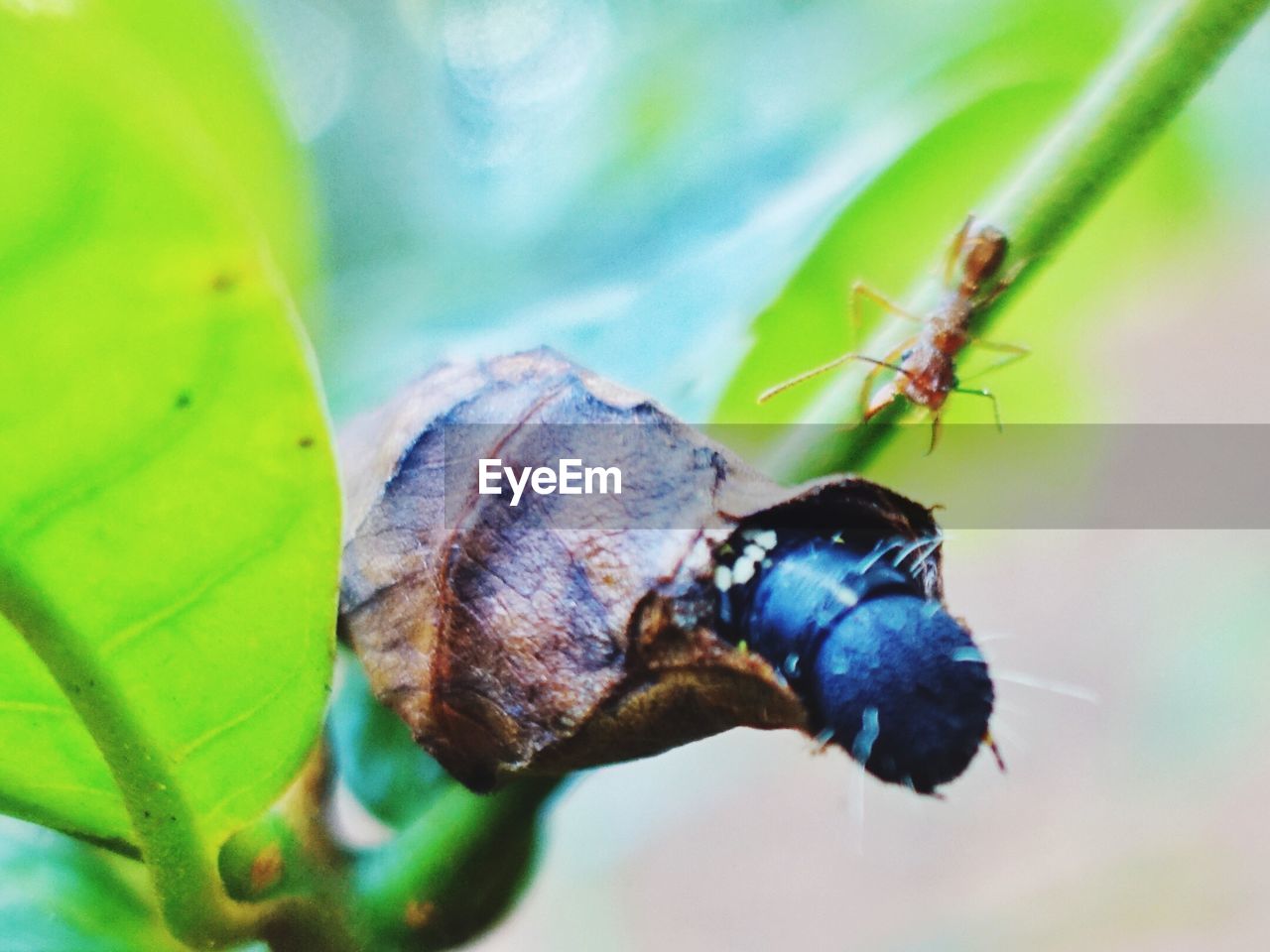 CLOSE-UP OF CATERPILLAR ON LEAF