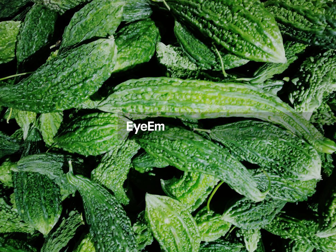 FULL FRAME SHOT OF FRESH LEAVES